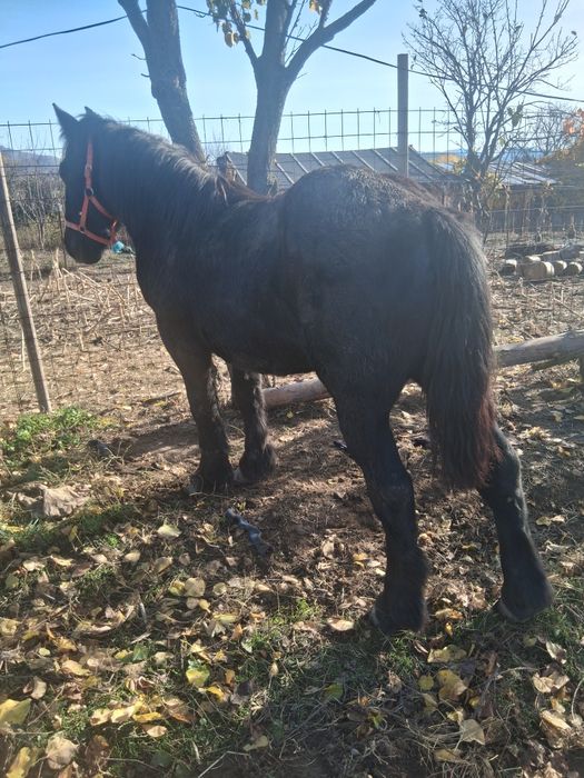 Vind minz un an jumate