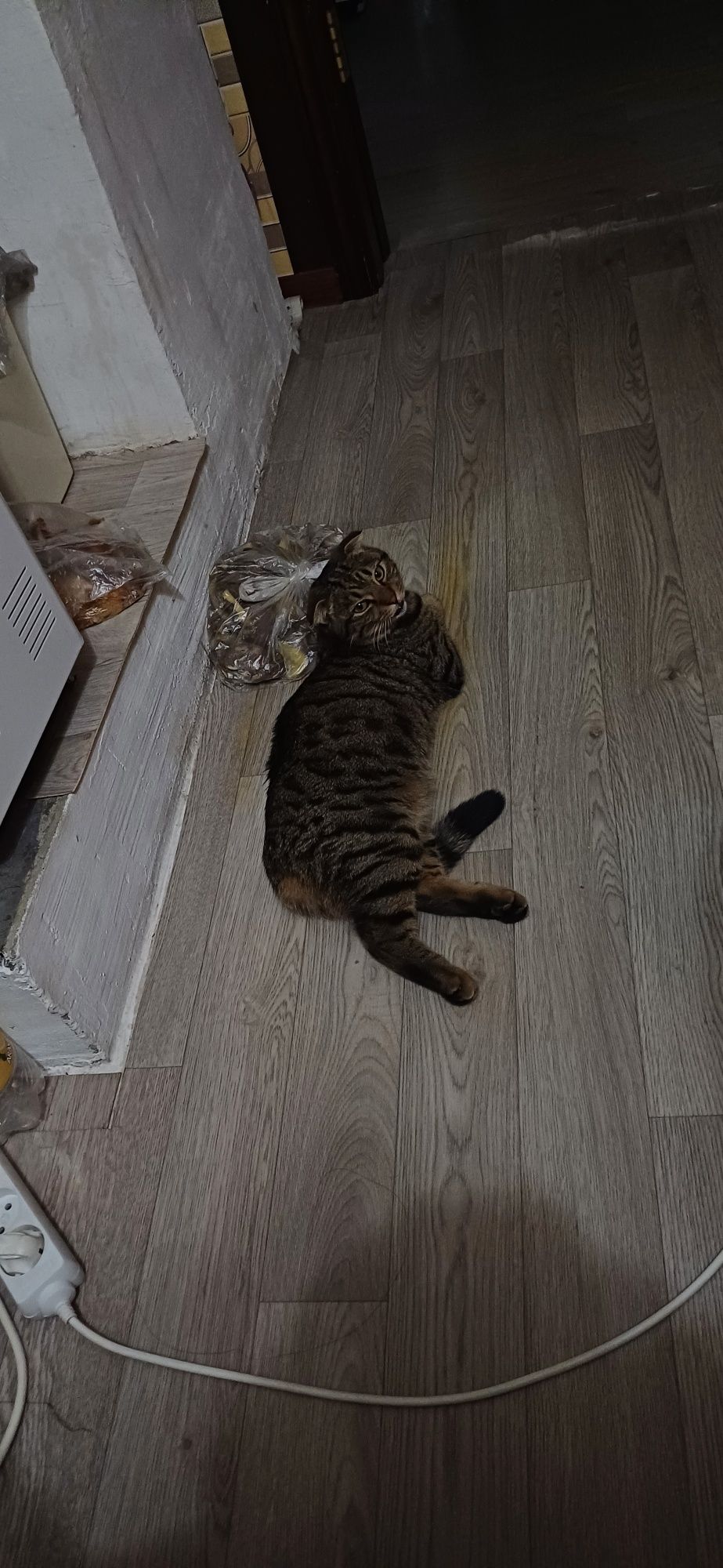 Кто найдёт котёнка получит вознаграждение