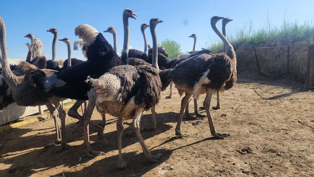 Tuyaqushlar sotiladi tuxumlaydi