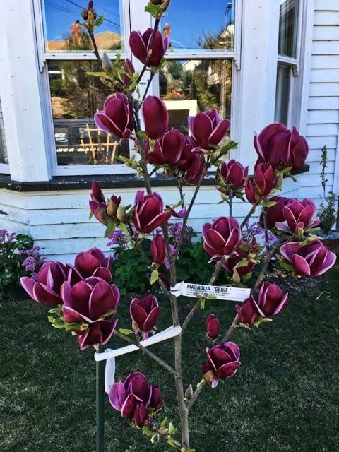 Magnolie genie superba