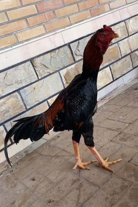 Dakan juja toza zot yirik aprelskiy oʻyini ham bor