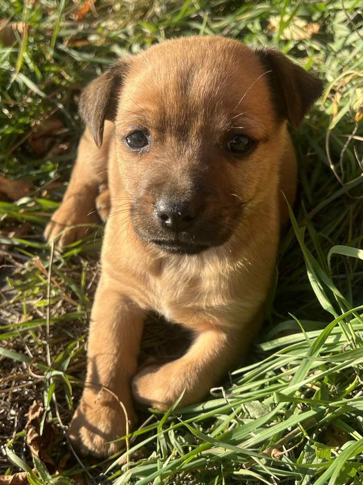 Подарявам кученца