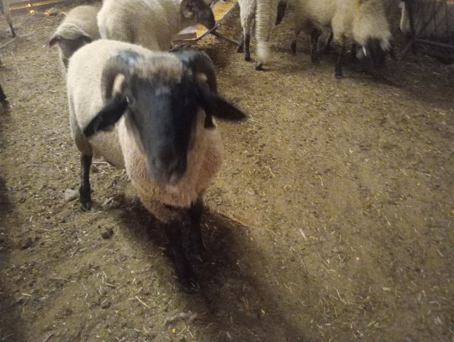 Vând berbeci de anul trecut ( miori )