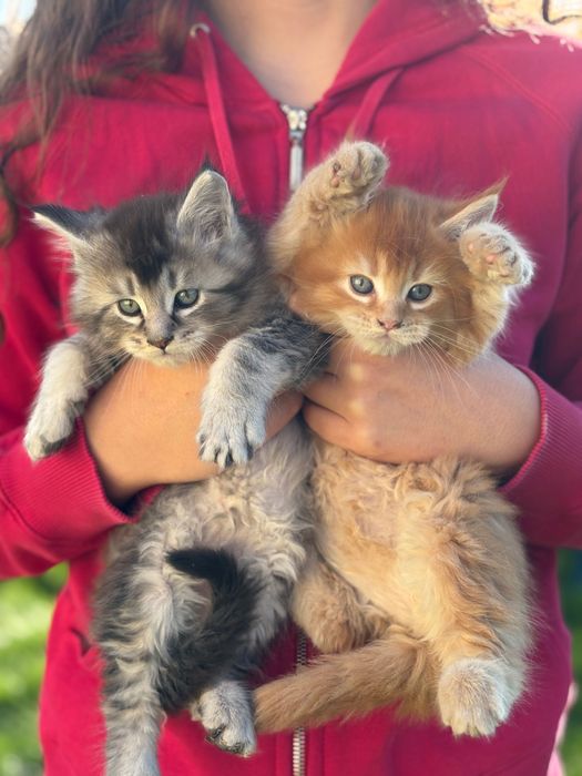 Котенца Мейн Куун