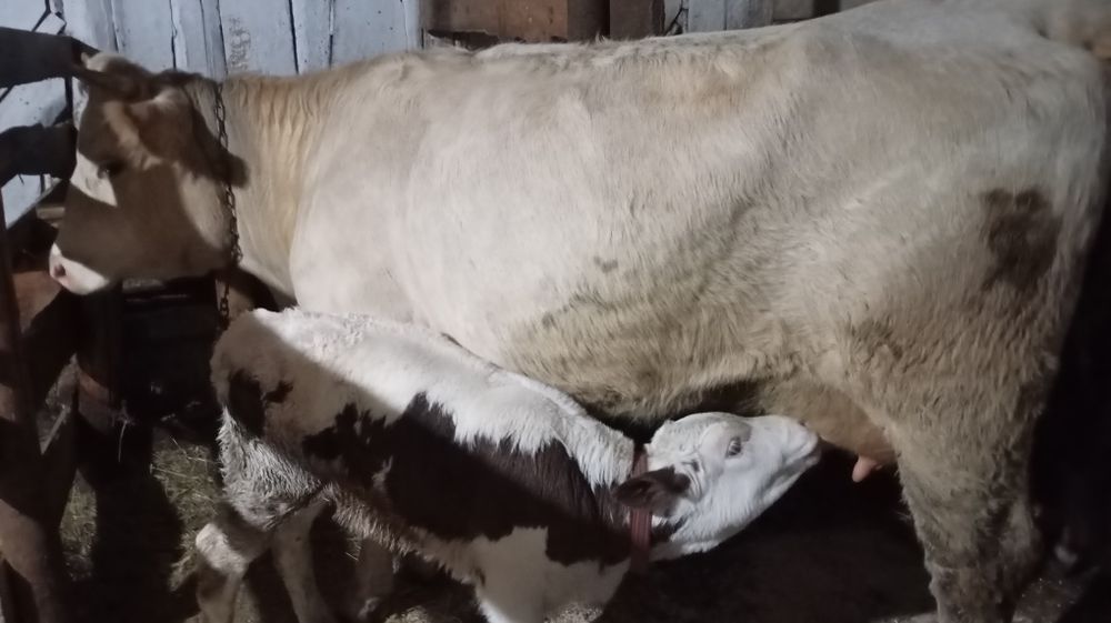 Vând vacă cu vițel