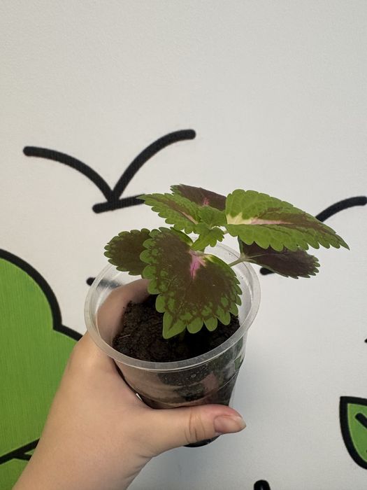 Продаются отростки