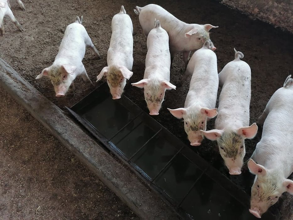 Продавам прасенца