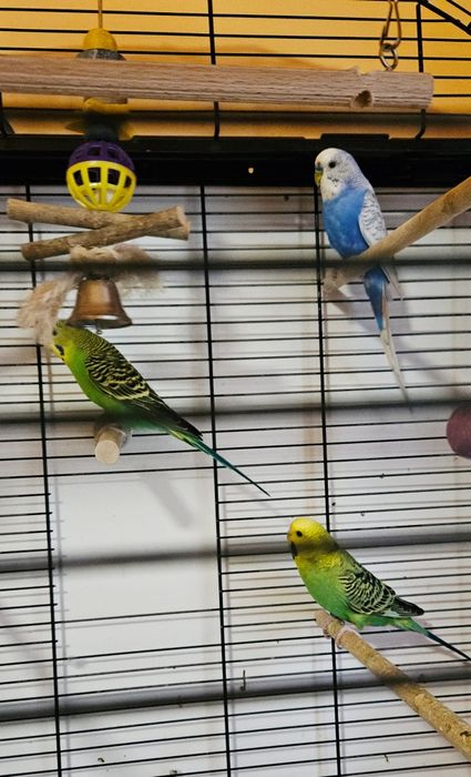 Vand colivie cu accesorii