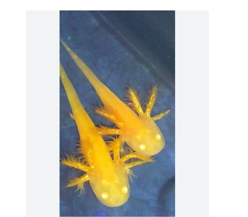 Axolotl golden .