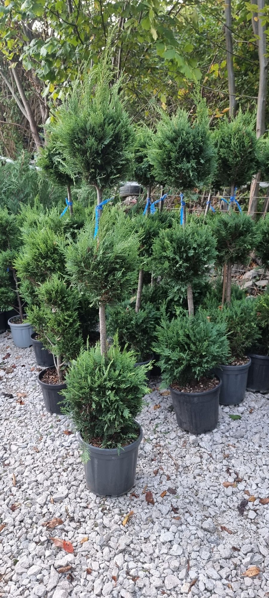 Buxus piramidal - pin - brazi pe picior - pon pon