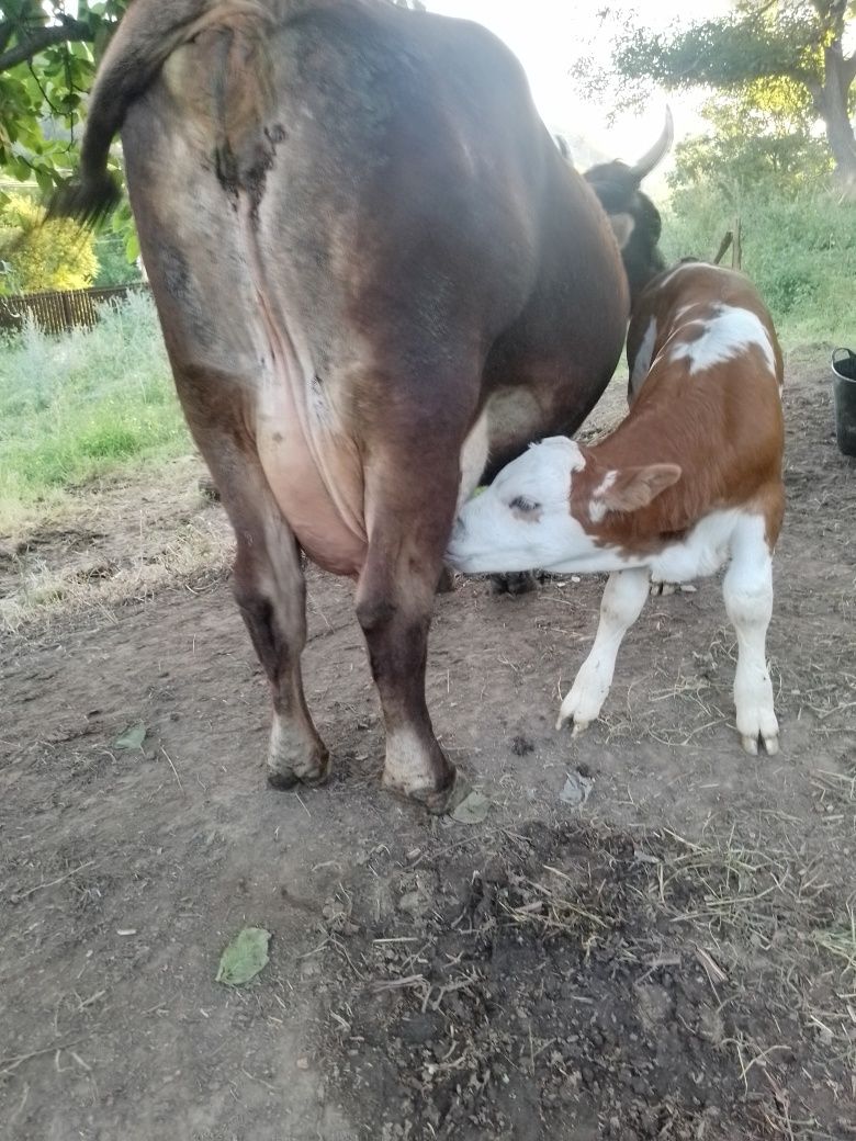 Vaca de vanzare foarte bună de lapte