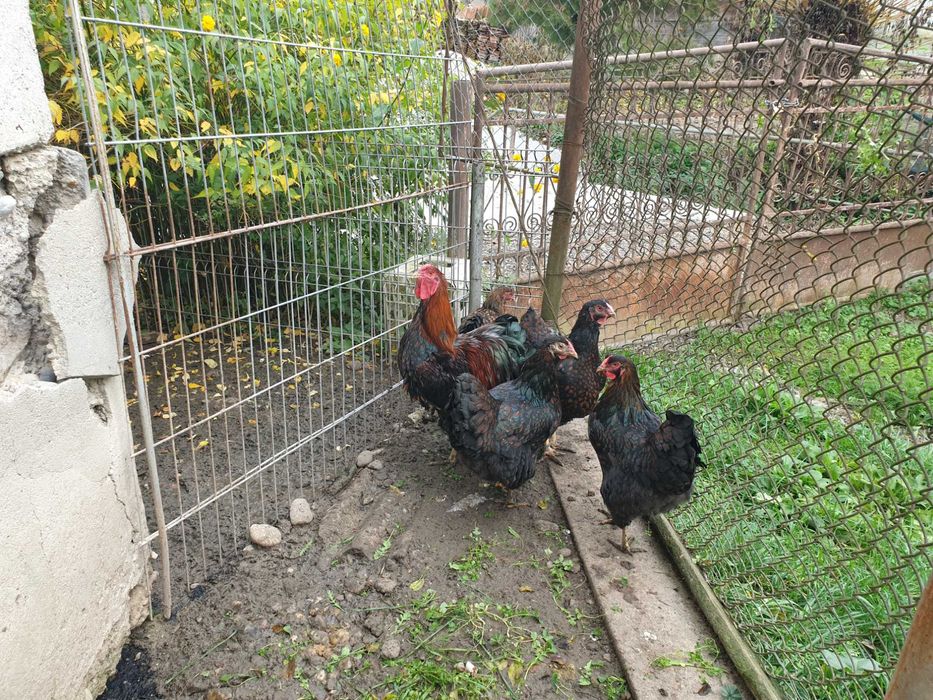 Găini și cocoși de rasă wyandotte rosu negru