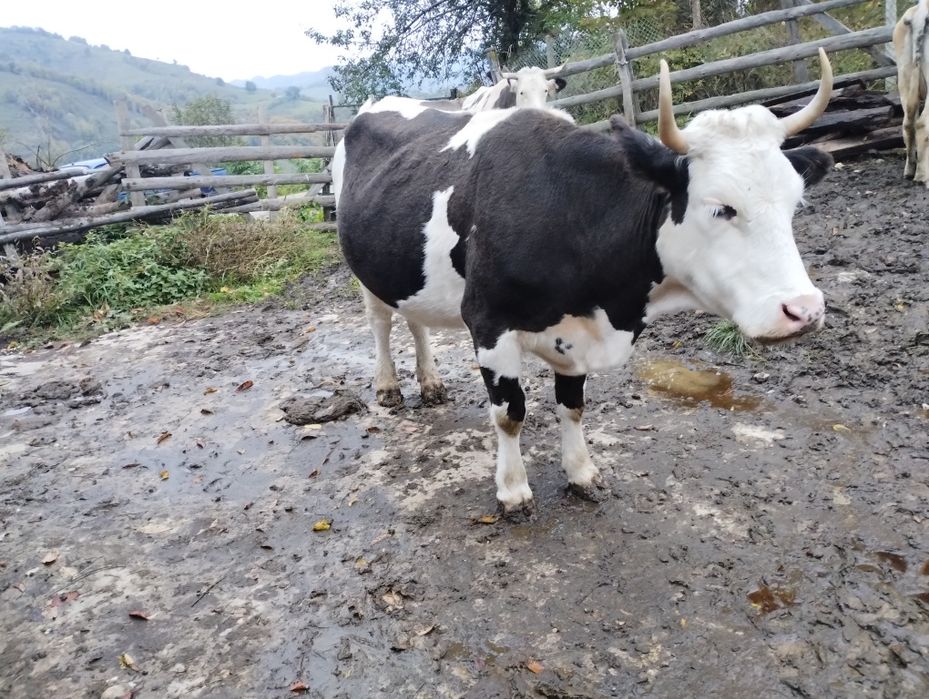 Vaca de vanzare 4 ani blândă și se mulge usor