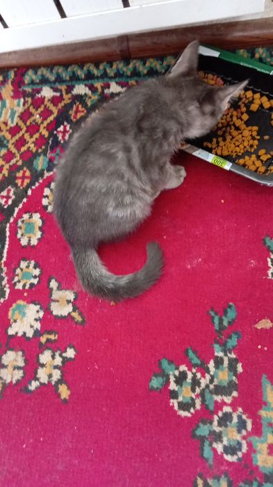 Uy mushuklari latokka organgan xadyaga beriladi