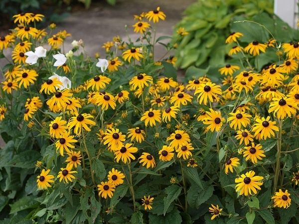 Рудбекия (Rudbeckia)