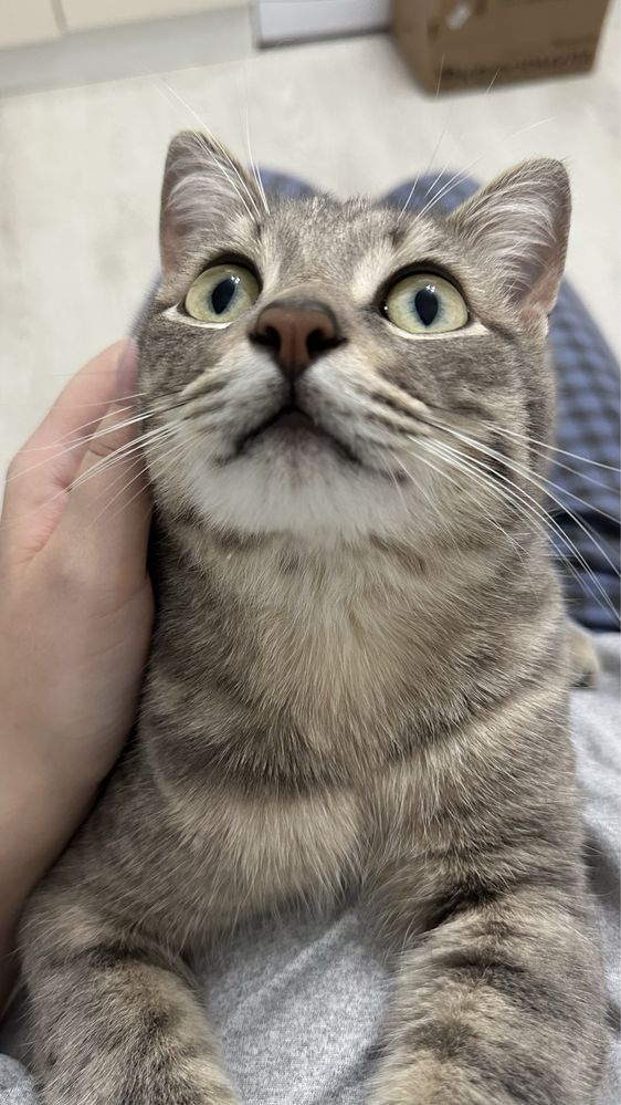 Котенок в добрые руки
