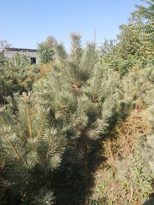 Крымская сосна — оптом с собственного поля!