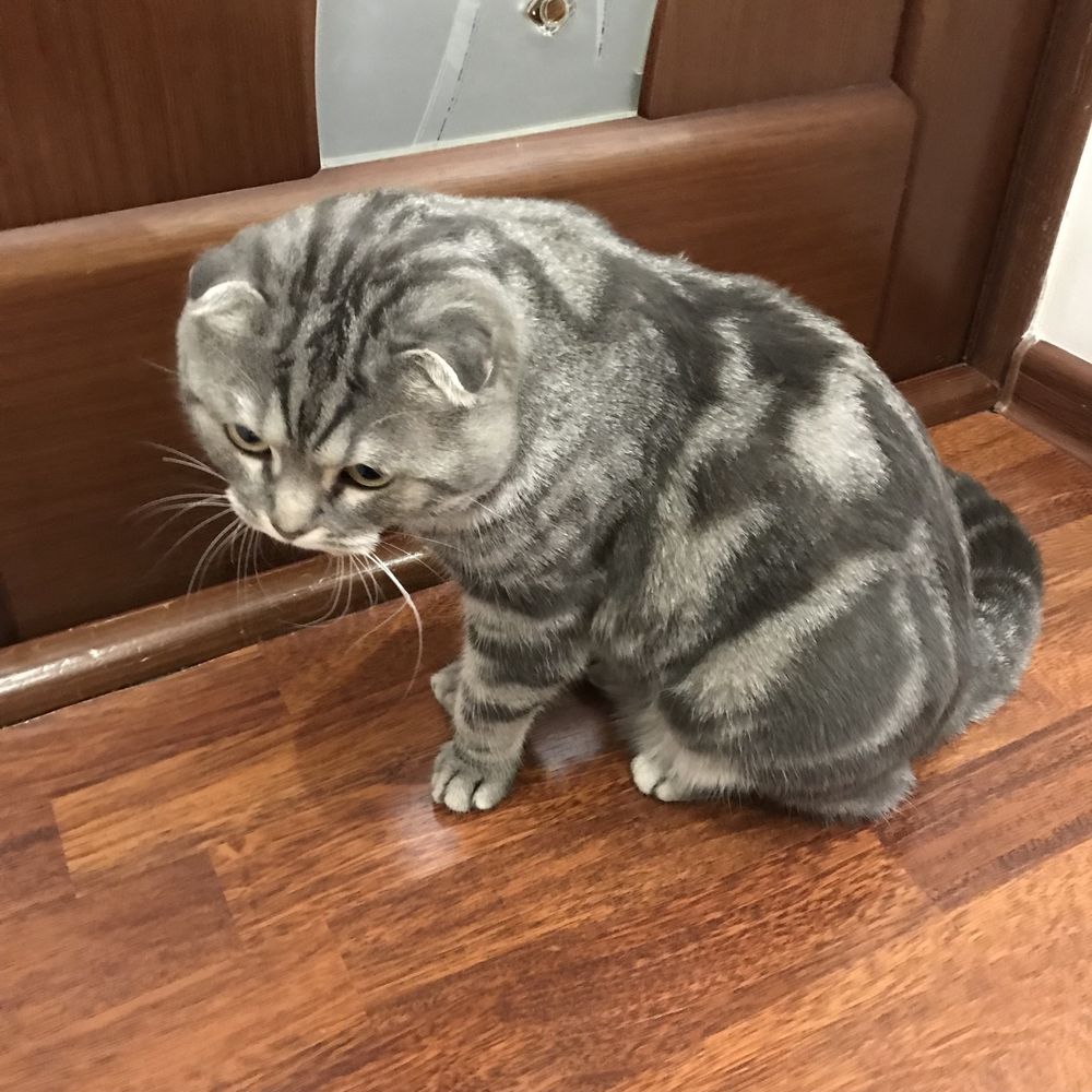 Вислоухий Кот Вязка скотиш фолд scottish fold