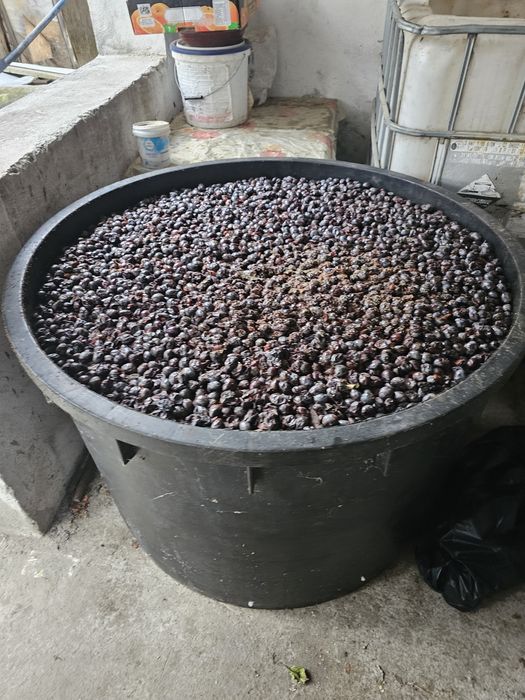 Prune pentru țuică!