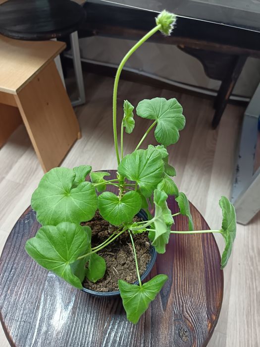 Пеларгония сорта разные