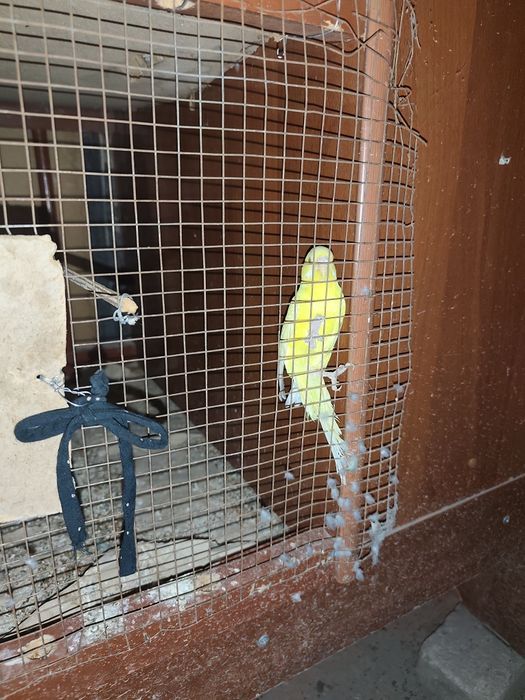 Продаются попугаи