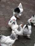 vand oua pui gaini Brahma potarnichiu,  Herminat deschis si Australorp