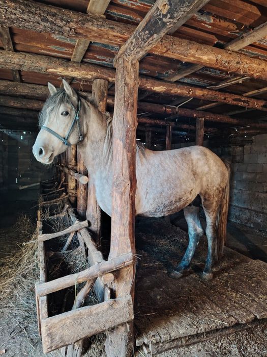 Семіз жылқы сатылады 5 ай жемделген