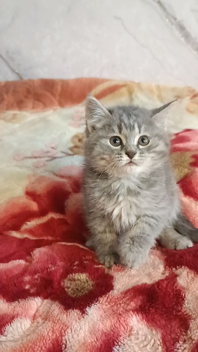 Страйт девочки катята, мушукча ла