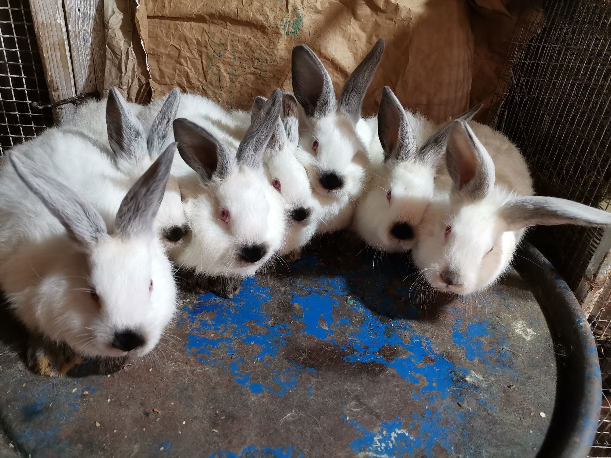 Vând iepuri diferite rase și vârste cadoul ideal de Paște