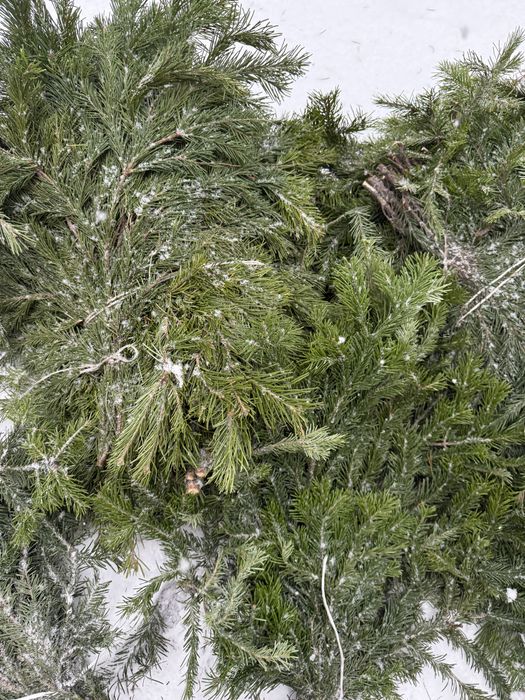 Лапник пихта банч пихтовый веник пихтовый