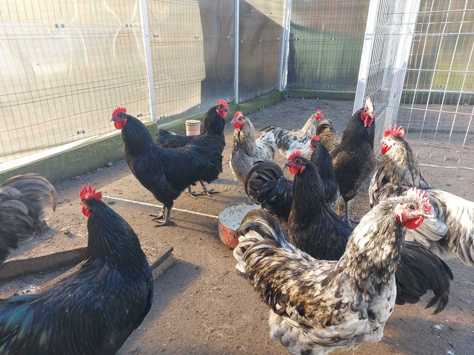 Vand cocoși Australorp negru, alb si albastru