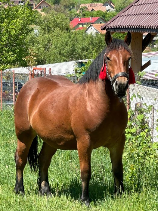 Vand mânză de 2 ani și 4 luni cu mânz de 1 luna (gestantă cu ecograf)