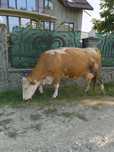 Vaca  blândă de vanzare