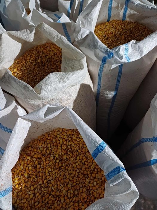 Porumb boabe 1,20 kg