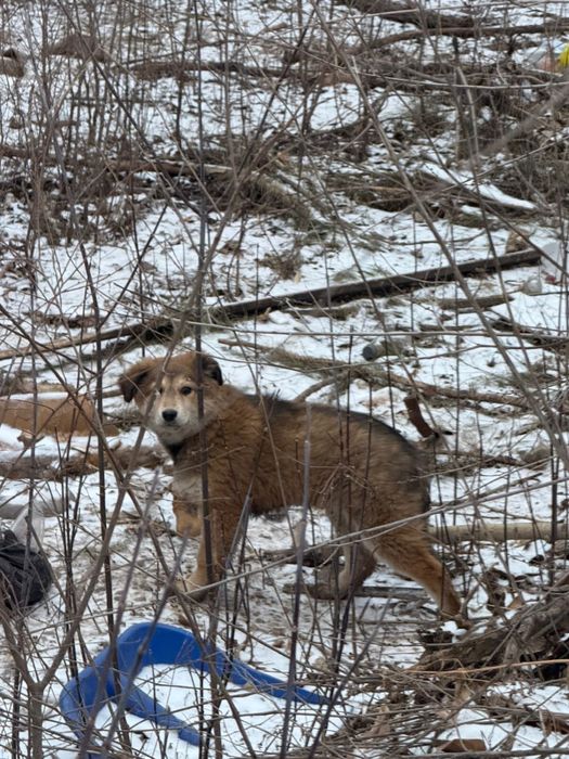 Щенок ищет теплый дом