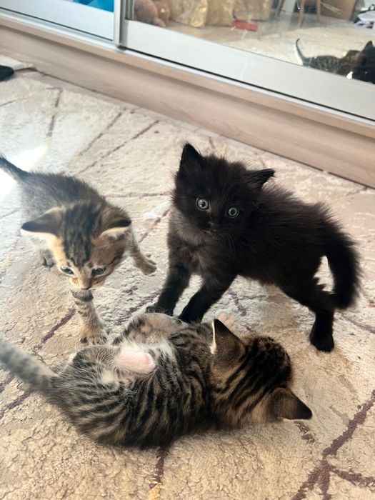 Продаю кошек, 1 месяц