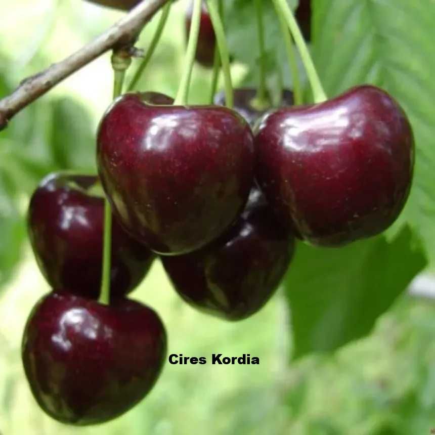 Pomi fructiferi-Cires Amar ( Negru, Roz si Alb)
