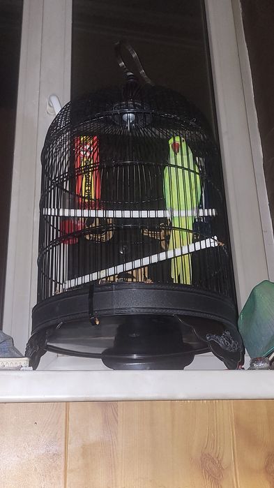 Возьму на передержку животных