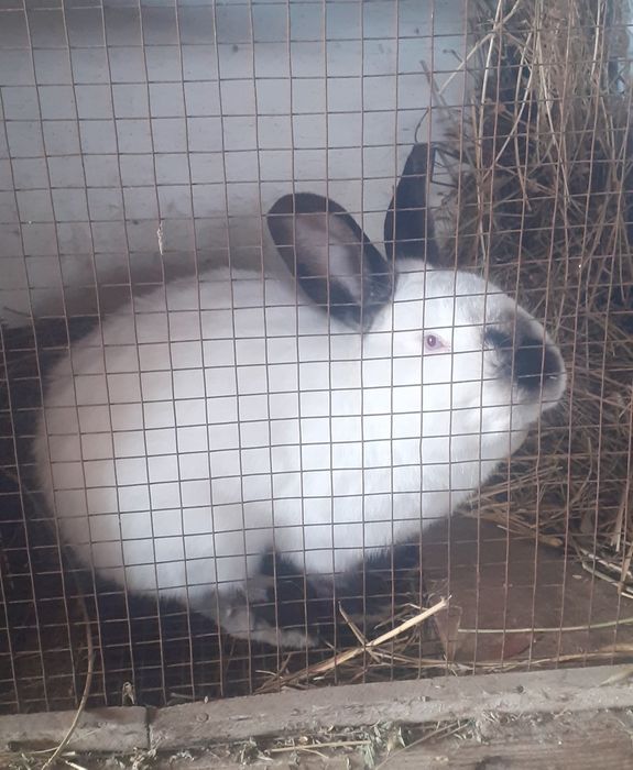 Kaliforniya zotli quyonlar.