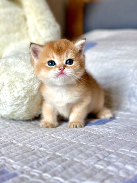 Британские котята