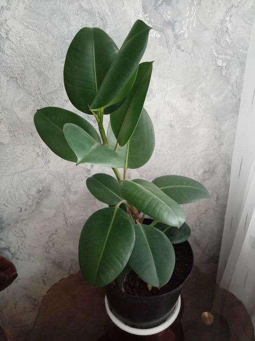 Продам комнатные цветы.