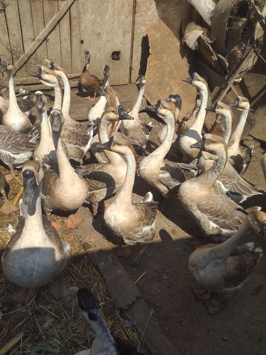 Disponibile Rasă Originală Gâște Chinezești!