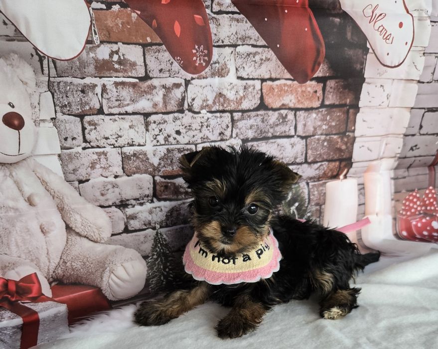 Йоркширски териер ,Йорки мини