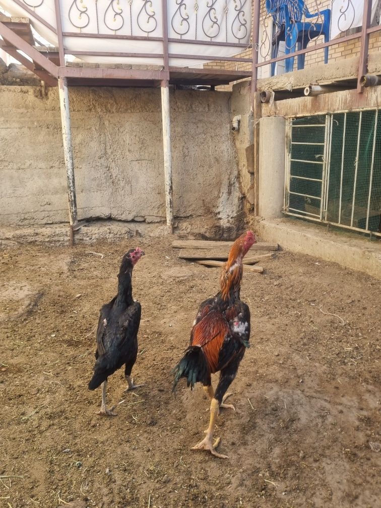Kulangi xuroz mokyoni bilan