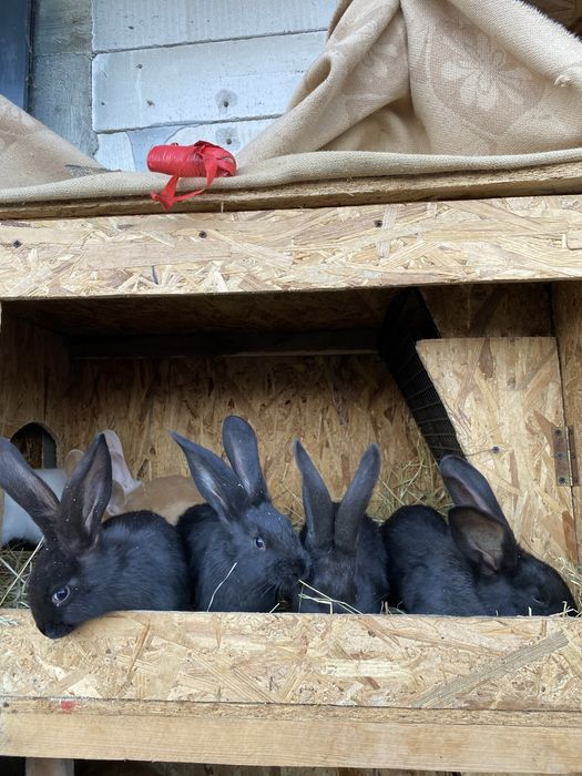 Iepurași de vânzare