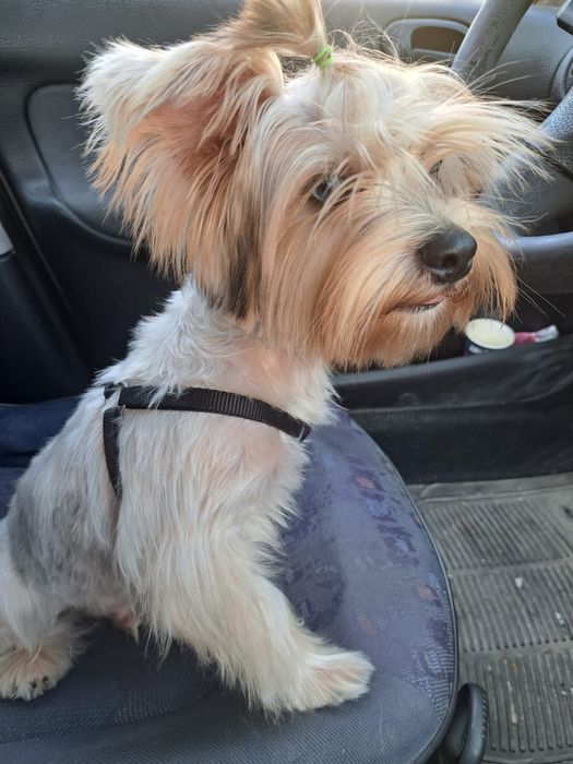 Подарявам куче - Йорки