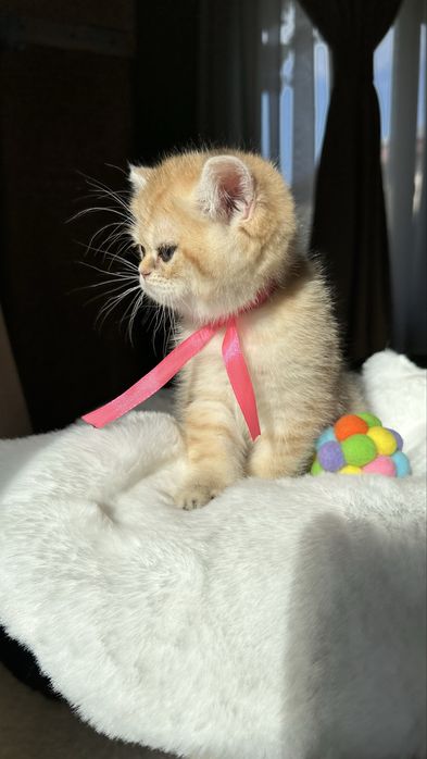 Fetita British Shorthair Chinchilla Gold