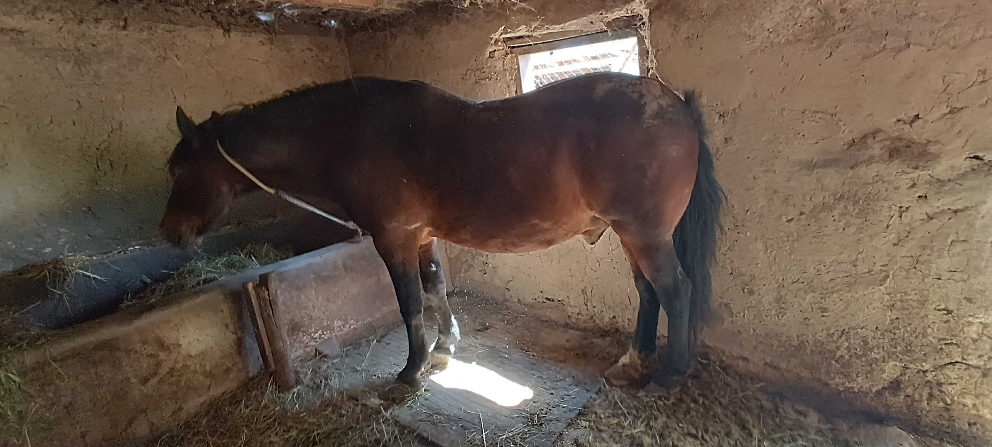 Vând urgent cal mare