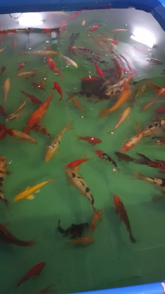 Crap Koi 15-50cm