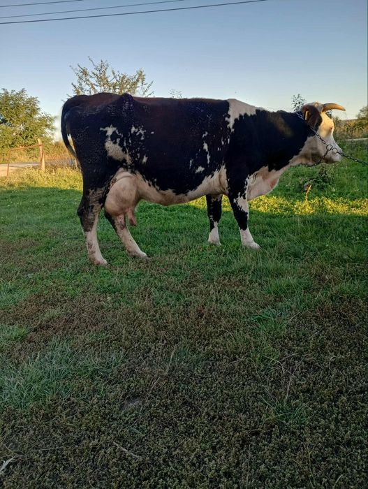 Vând vaca gestanta de 5 luni